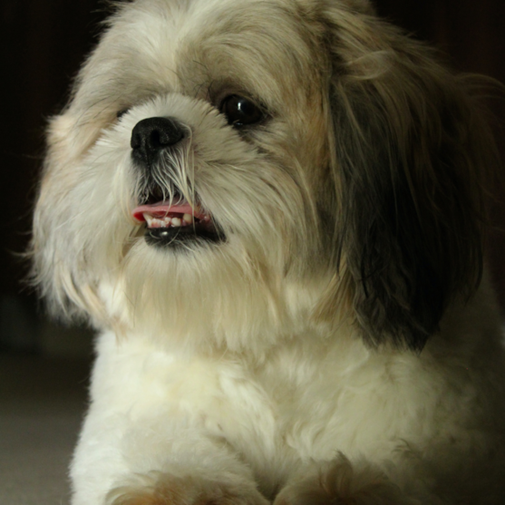 brown and white shih tzu face closeup